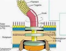 Download web tool or web app MicrobialChemostatSimulation