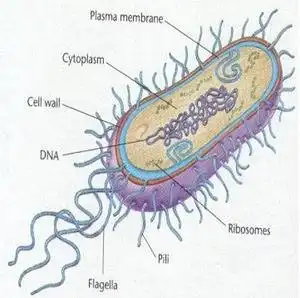 Download web tool or web app MicrobialChemostatSimulation