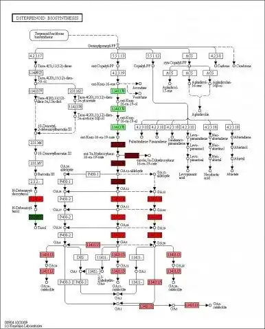 Download web tool or web app PAICE: Rapid pathway visualization