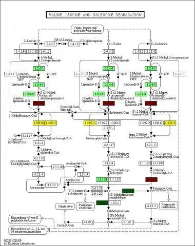 Download web tool or web app PAICE: Rapid pathway visualization