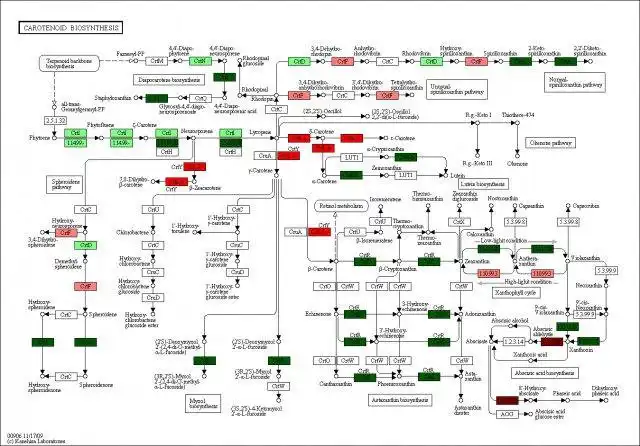 Download web tool or web app PAICE: Rapid pathway visualization to run in Linux online