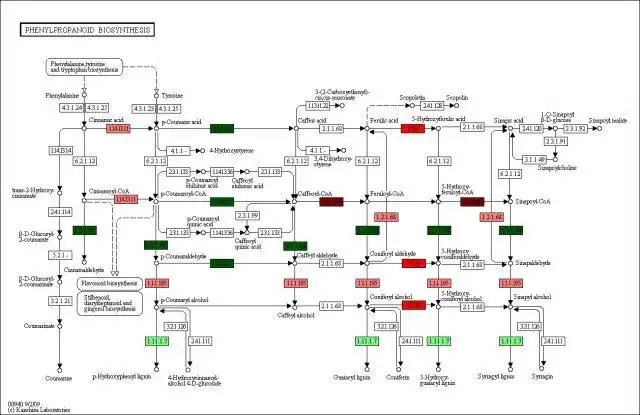 Download web tool or web app PAICE: Rapid pathway visualization to run in Linux online