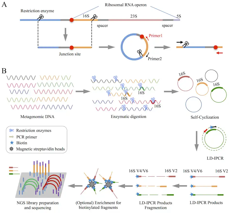 Download web tool or web app riboFR-seq to run in Windows online over Linux online