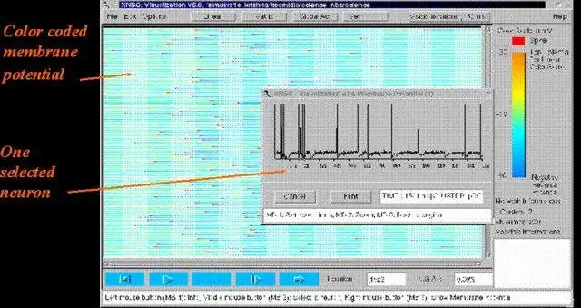 Download web tool or web app XNBC: neurobiology simulation tool to run in Windows online over Linux online